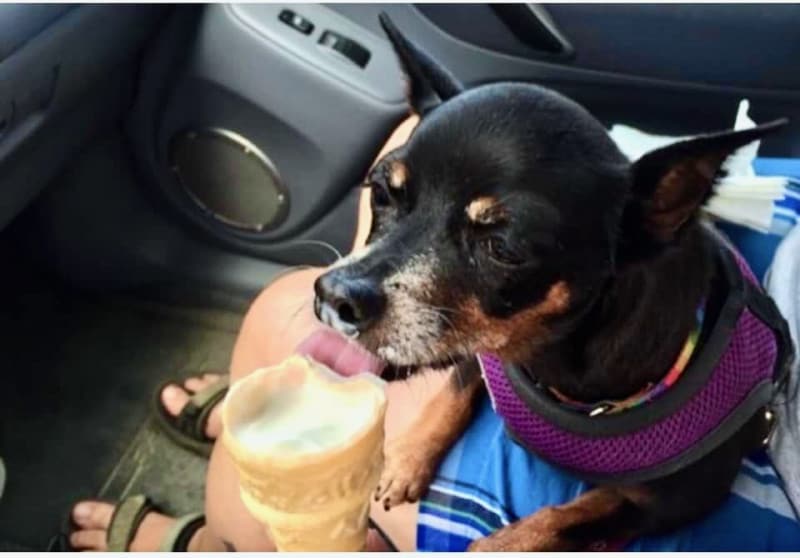 Aggie the mini pinscher enjoys a cone from a dog friendly ice cream shop.