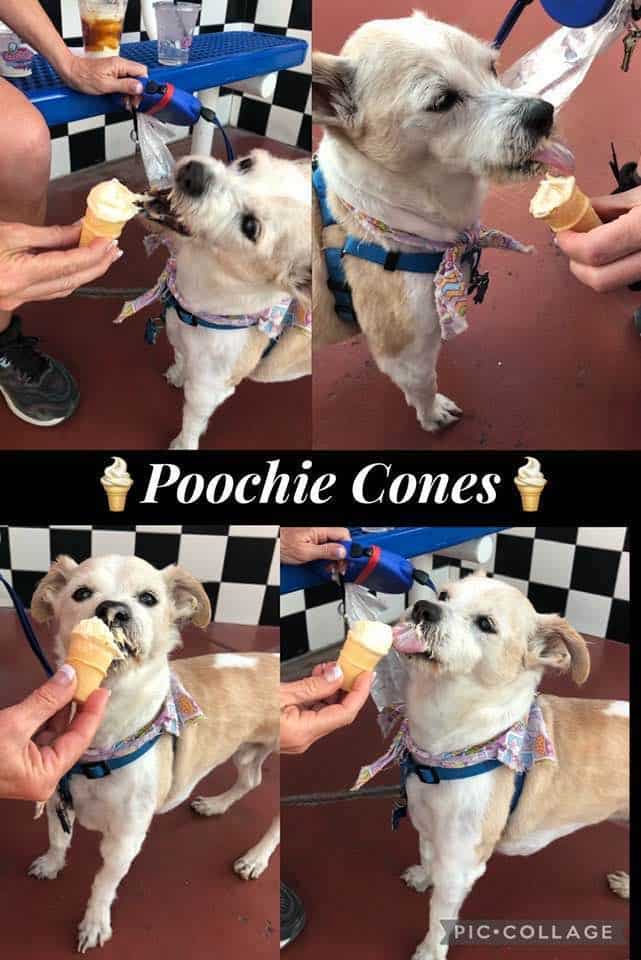 Chuckie loves Caliches Custard, a dog friendly ice cream shop in New Mexico.
