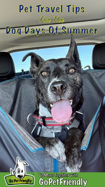 Smiling brindle pup sticks out his tongue on the back seat of the car