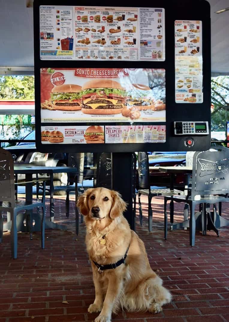 Golden retriever on pet friendly patio at Sonic.