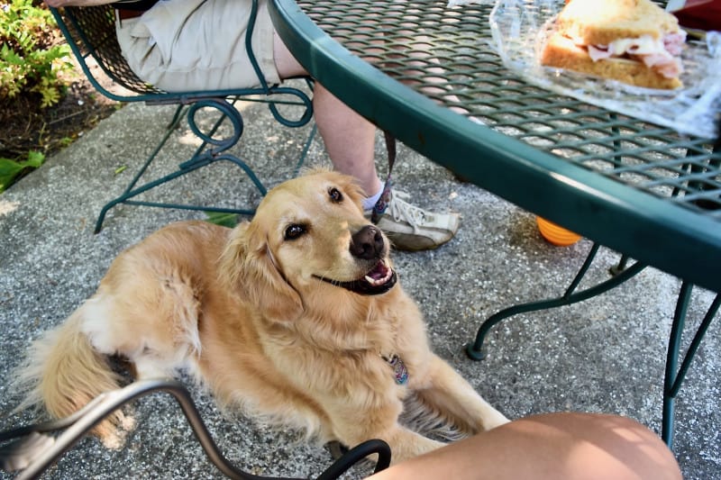 Golden retriever sitting under a table at a dog friendly restaurant.