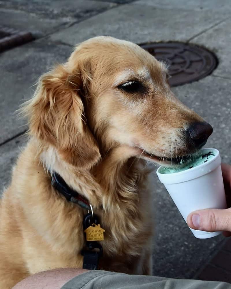 Golden retriever licks a cup from a dog friendly ice cream shop.