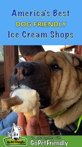 Shar-pei dog licking a very small ice cream cone with a dog bone treat stuck in it