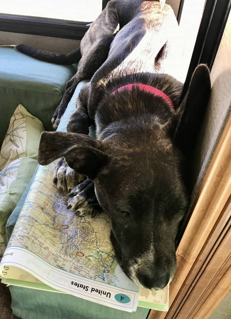 Brindle dog sleeping on a map of the United States
