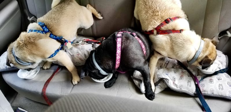 Three dogs enjoy their ice cream in the back of the car.