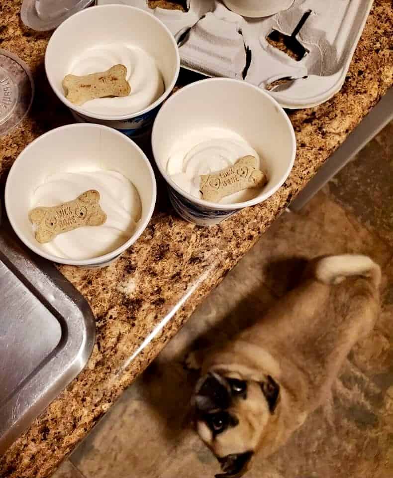 Pug dog looks at treats on the counter at a dog friendly ice cream shop.