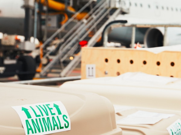 Live Animals sticker on a plastic kennel on the tarmac at an airport