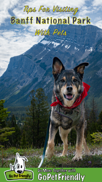 Smiling dog in a red bandana with snow dappled mountain in the background in Banff National Park, AB