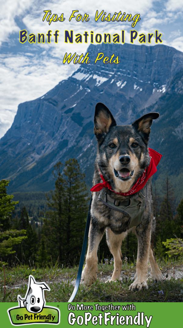 The Ultimate Pet Friendly Guide To Banff National Park