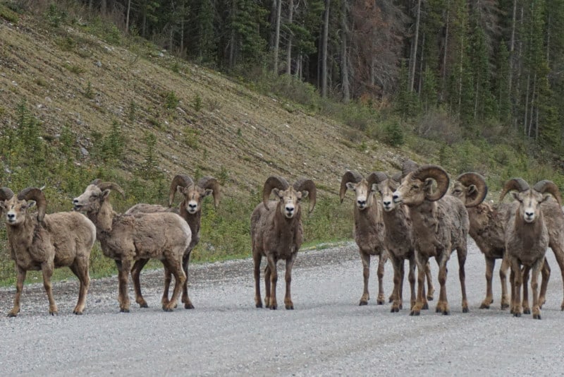 Herd of big horn sheep on the road in Banff.