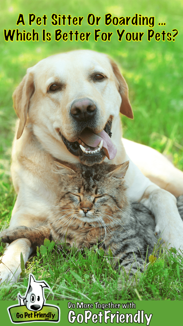 Smiling yellow lab and sleeping tabby cat lying on the grass at a boarding facility