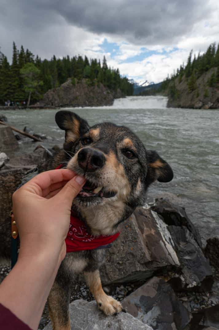 A dog being fed treats at Bow Falls in Banff.