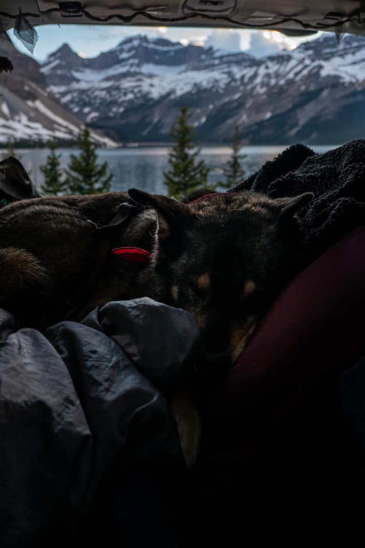 Dog sleeping in front of the mountains, Banff.