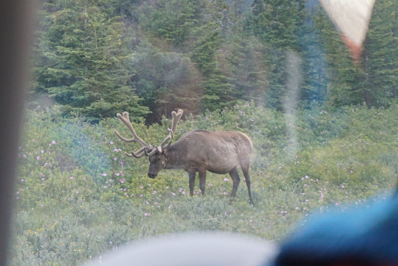 Caribou eating in a meadow in Banff.