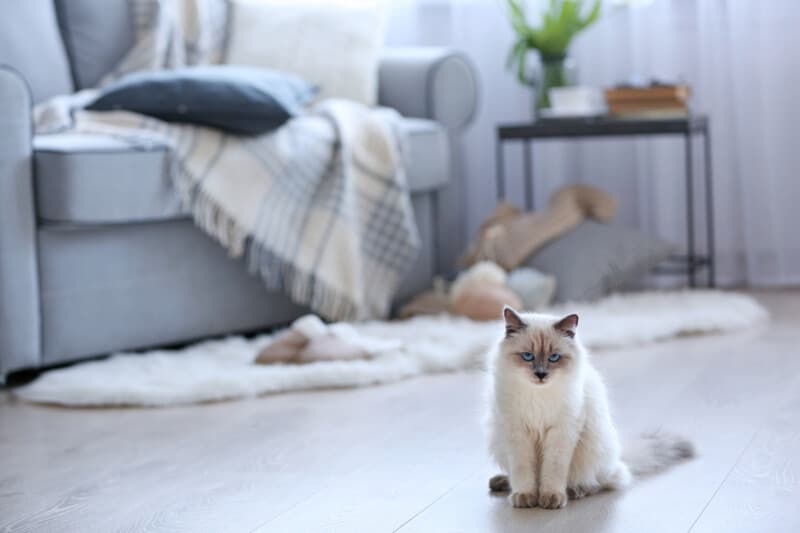 Color-point cat with blue eyes sitting on a floor in living room