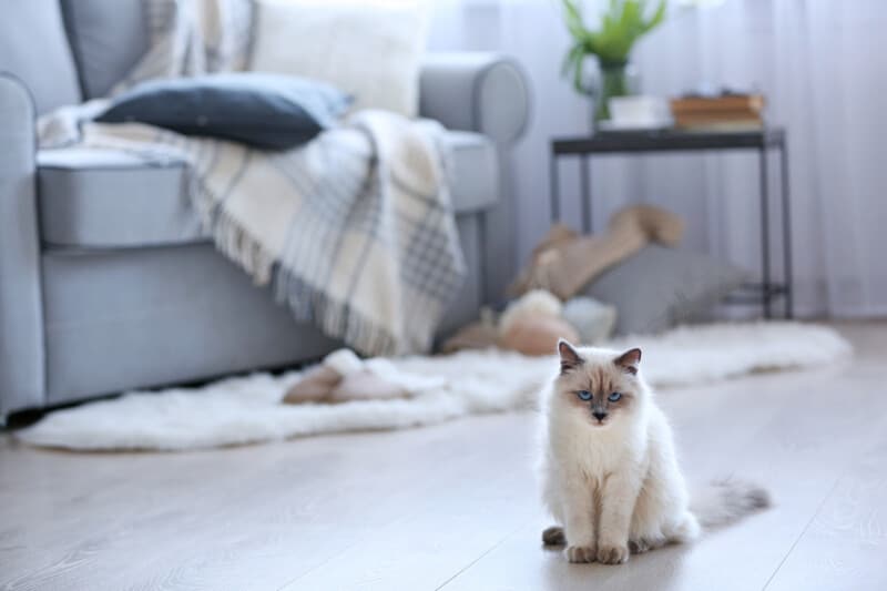 The blue-eyed cat is sitting on the floor in the living room