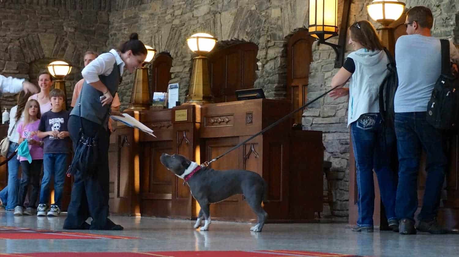 A short haired grey and white dog in a pet friendly Banff hotel lobby.