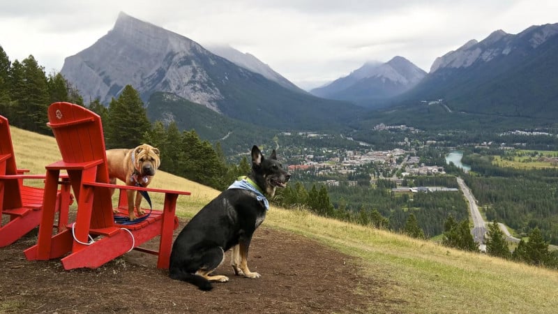 Two dogs sitting on chairs at Mount Norquay, Banff
