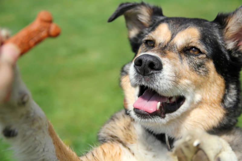 A cute border collie mix doing a great jump at an outdoor training session