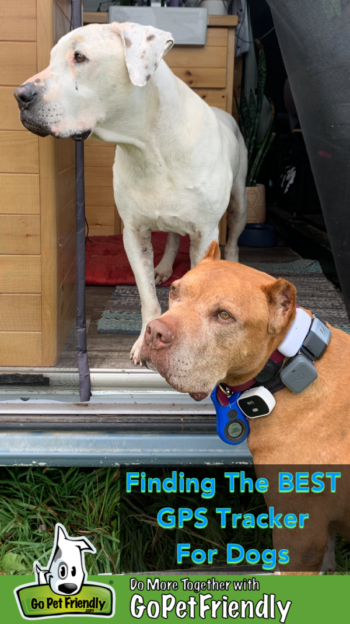 A brown dog wearing two collars with six location tracking devices attached.