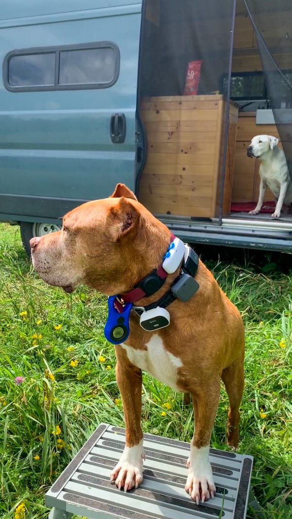 A brown dog wearing two collars with six location tracking devices attached.