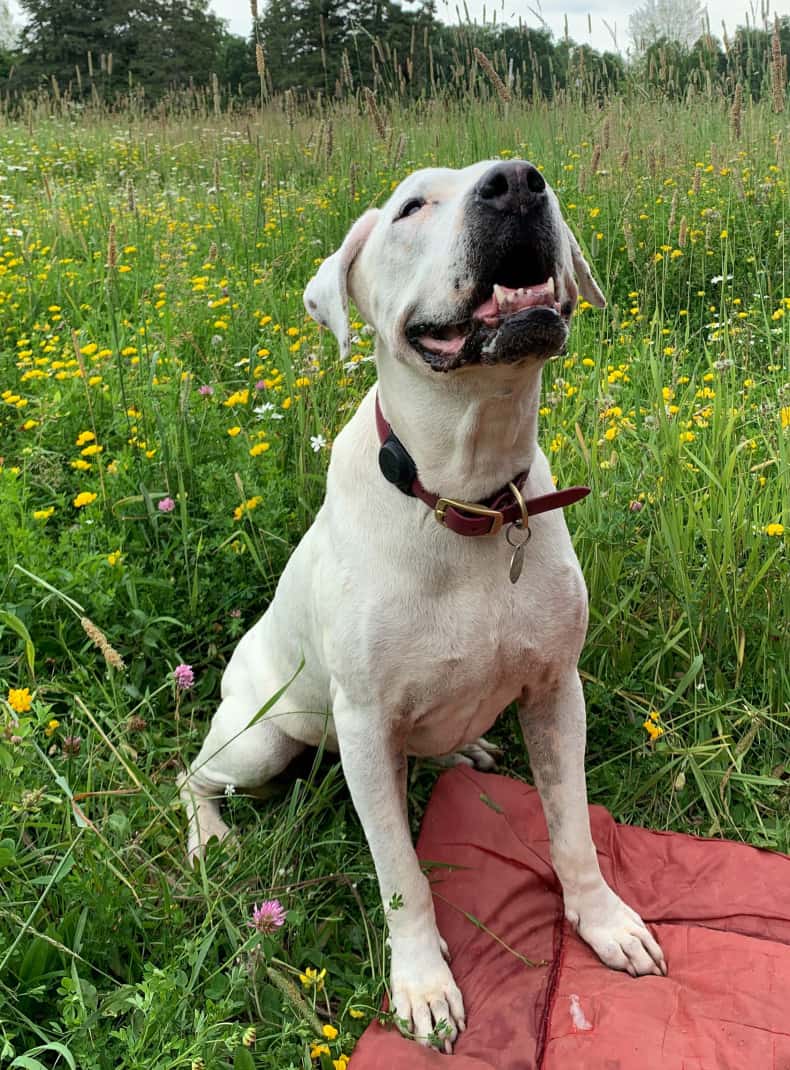 A dog wearing an Apple AirTag tracking device on its collar in a field of tall grass