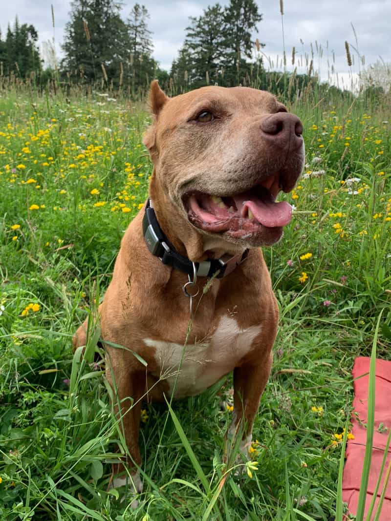 A dog wearing a Fi GPS dog tracker on its collar while sitting in a field of tall grass