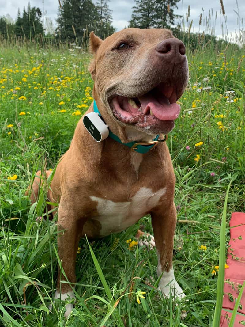 A dog wearing a Link GPS dog tracker on its collar in a field of tall grass