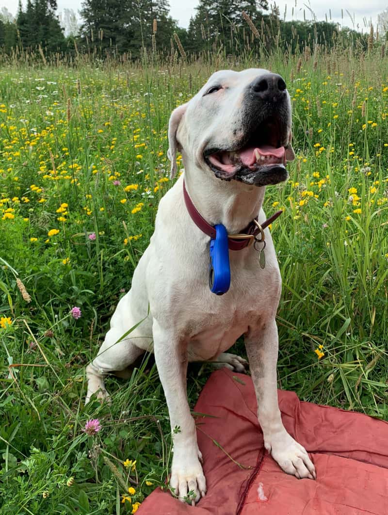 A dog wearing a LynQ Smart Compass GPS tracker on its collar in a field of tall grass