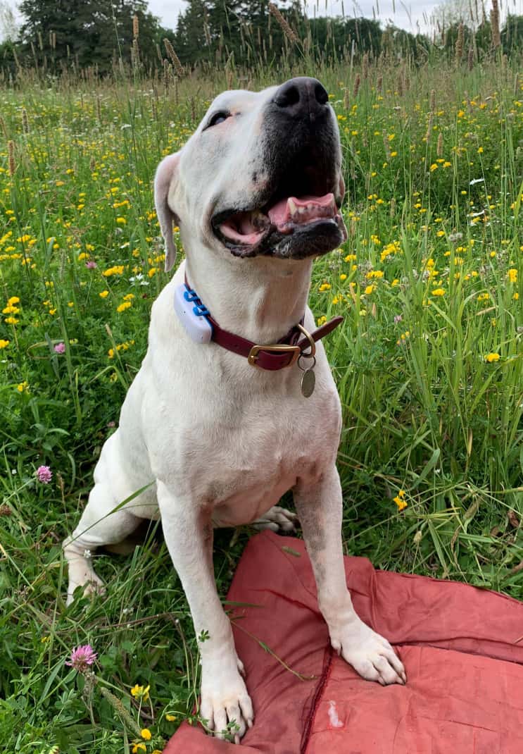 A dog is wearing a Tractive GPS dog tracker on its collar in a field of grass