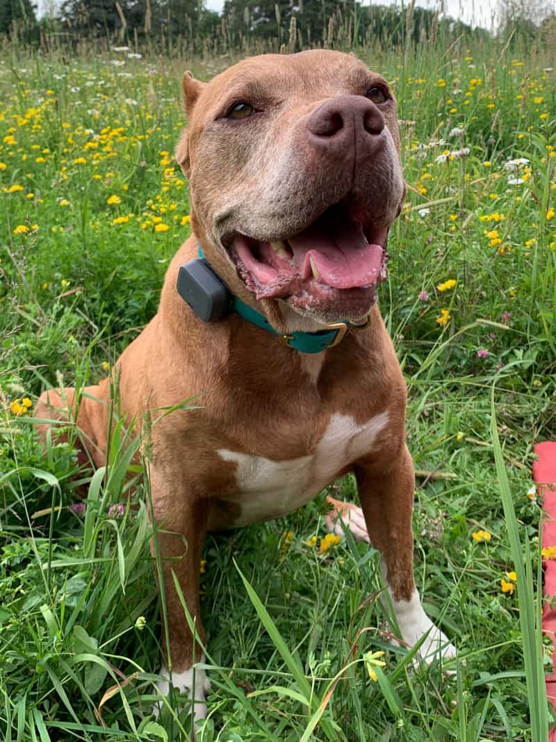 A dog wearing a Whistle GPS dog tracker on its collar in a field of grass