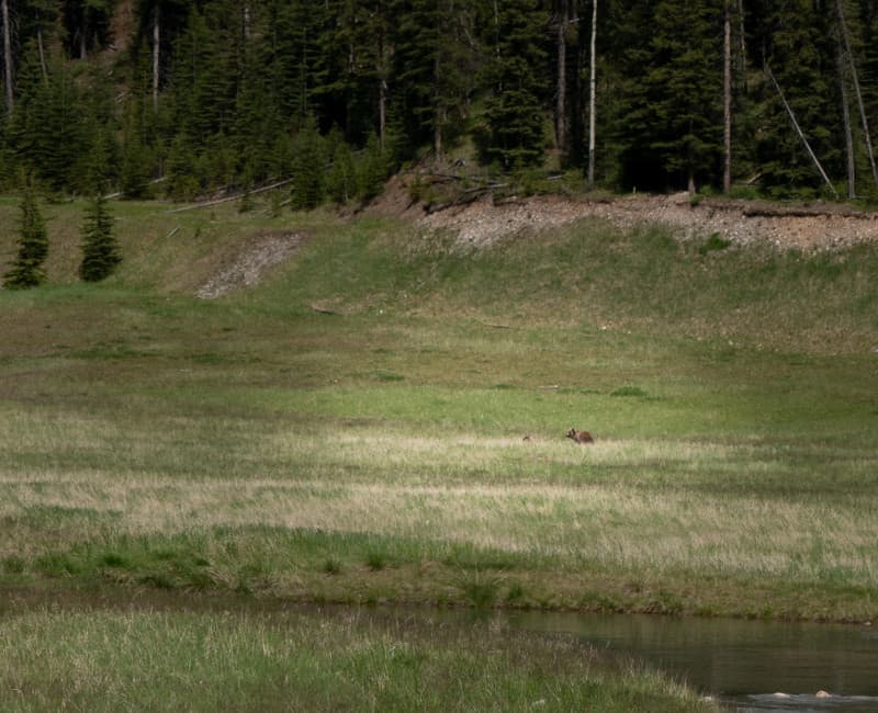 Grizzly bears in a meadow in Banff.