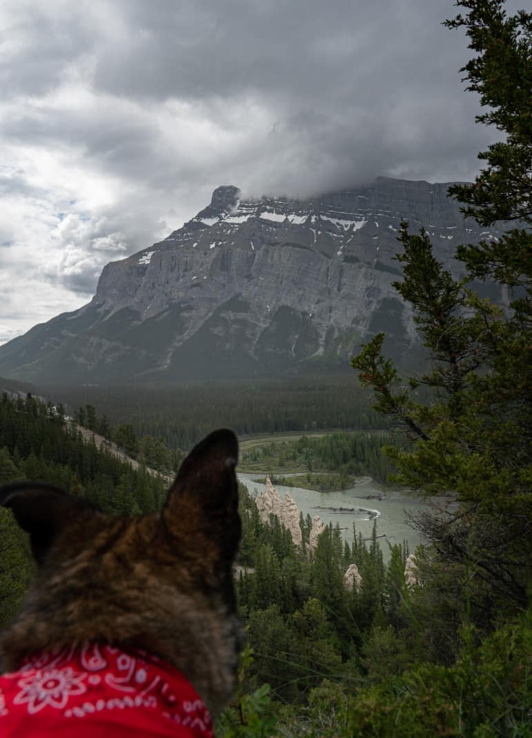 A cattle dog looking out over hoodoos, mountains and river below.