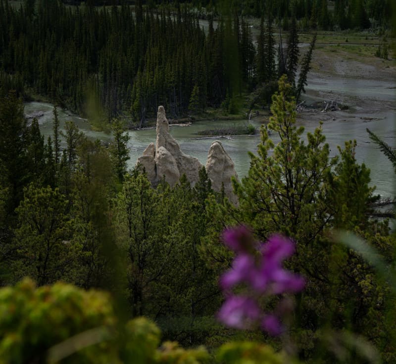 Banff hoodoos framed by purple wildflowers.