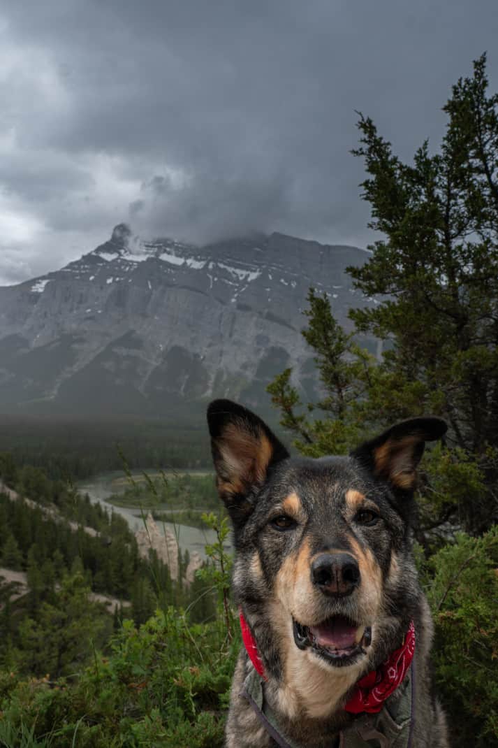 A happy cattle dog posing on a pet friendly Banff hiking trail. Hoodoos and mountains in the background.