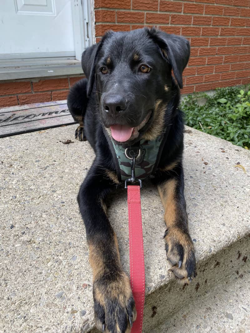 Smiling black and tan dog laying on the front step 