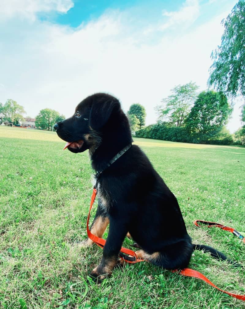 Black and tan puppy wearing an orange leash sitting in the grass at a park