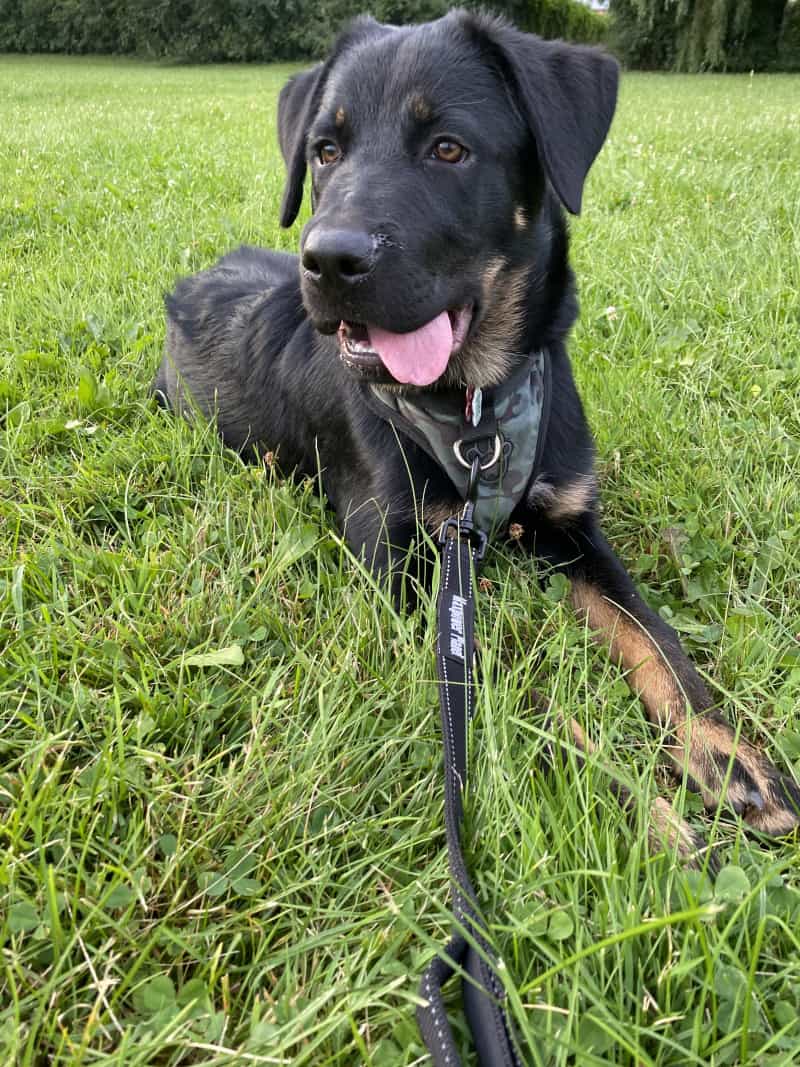 Smiling black and tan dog on a gray leash lying on the grass at the park