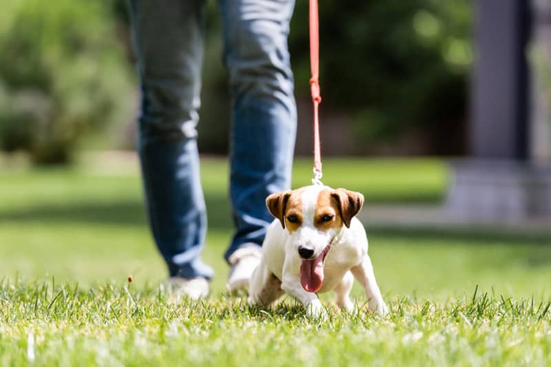 Jack Russell dog pulling on a leash in a grass field