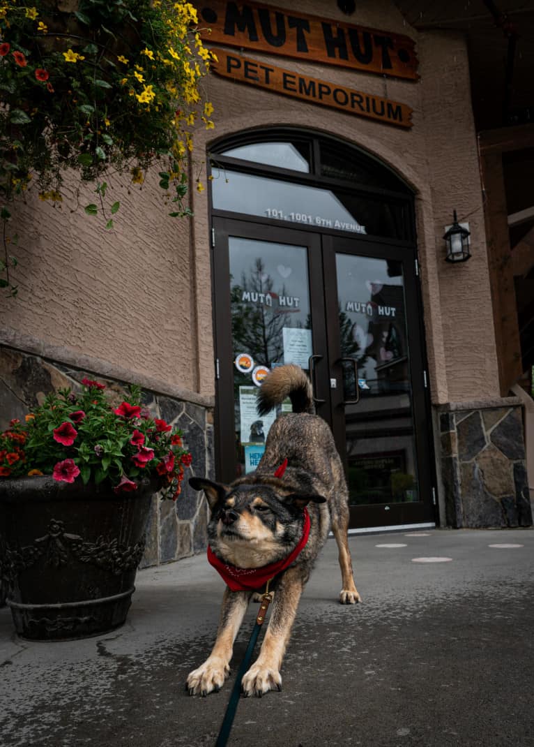 Dog stretching in front of pet store in Canmore.