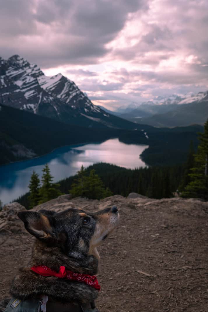 View of dog in front of Peyto Lake, a scenic Banff pet friendly location.