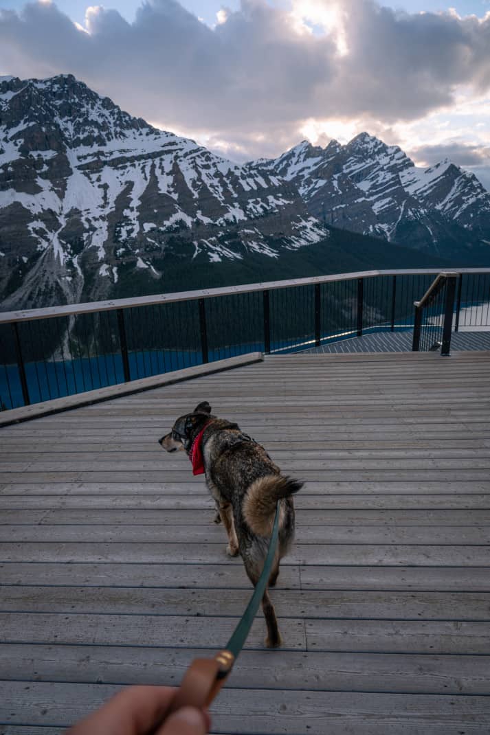 Dog walking out on pet friendly sky deck at Peyto Lake, Banff.