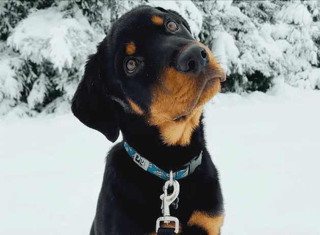 Black and tan puppy sitting in the snow wearing a collar and leash