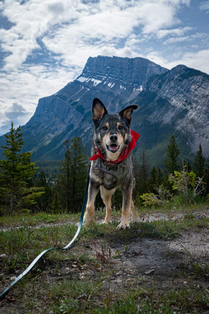 Happy dog walking at Tunnel Reservoir in pet friendly Banff