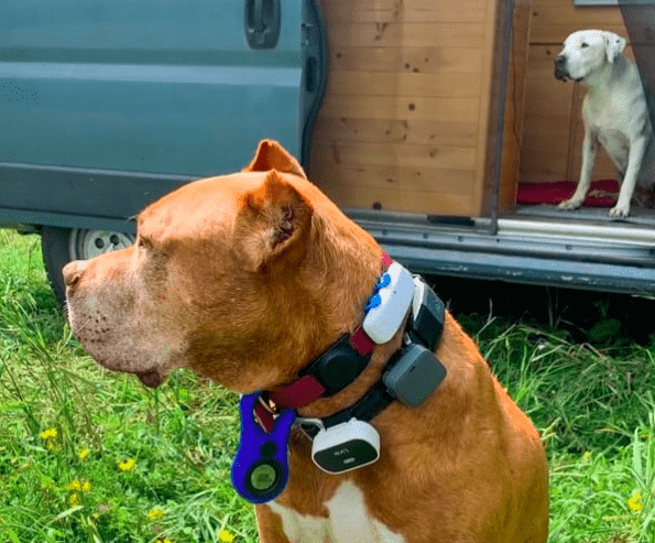 A brown dog wearing two collars with six location tracking devices attached.