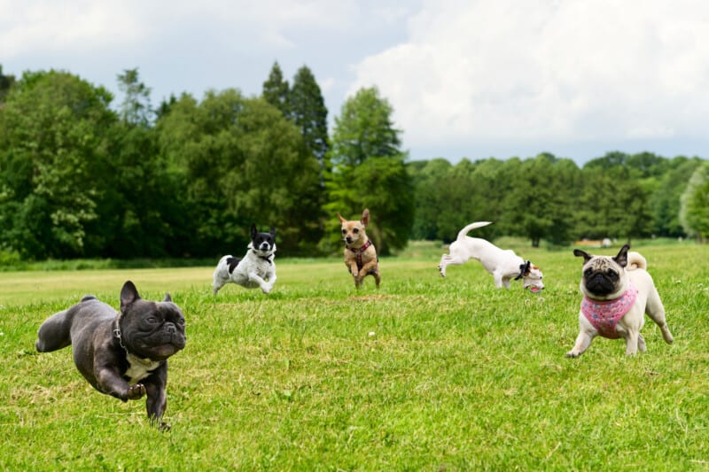 Five small dogs playing in the field at a petting facility