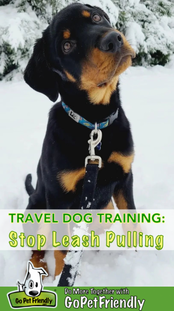 Black and tan puppy sitting in the snow wearing a collar and leash