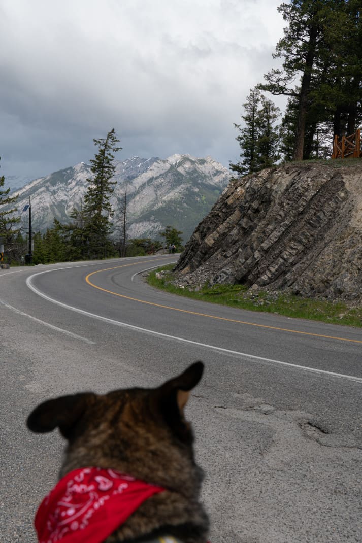A dog on a walk in pet friendly Banff. Curved road and mountain background.
