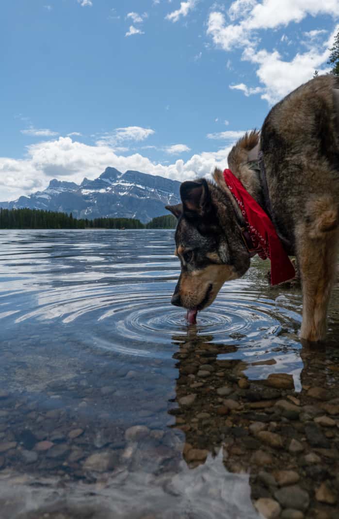 Dog drinking from the lake on a pet friendly Banff trail.