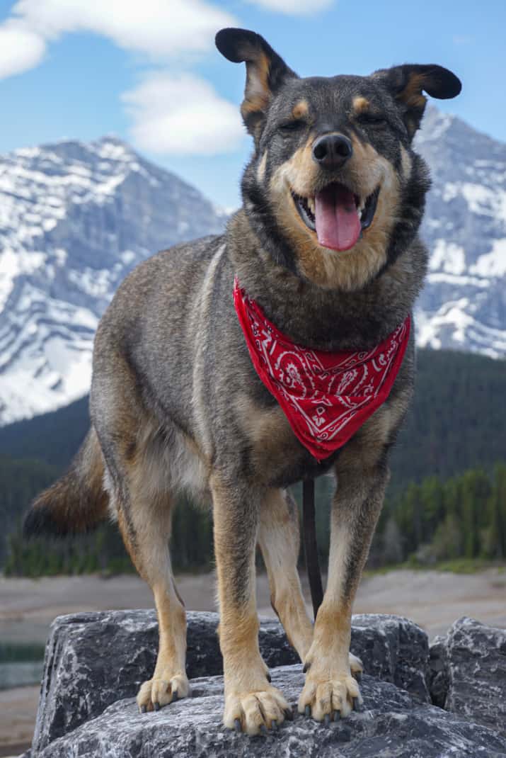 Happy dog standing on a rock in front of mountains on a pet friendly Banff hiking trail.